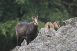 <p>KAMZÍK HORSKÝ (Rupicapra rupicapra) Lužické hory - Studenec, 9/2016 / Chamois / Gämse</p>